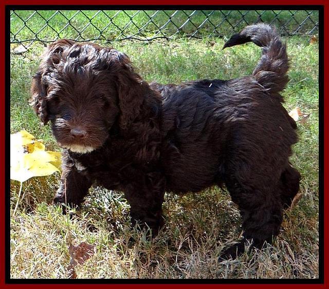Roo Champ pups 6 wks old 32