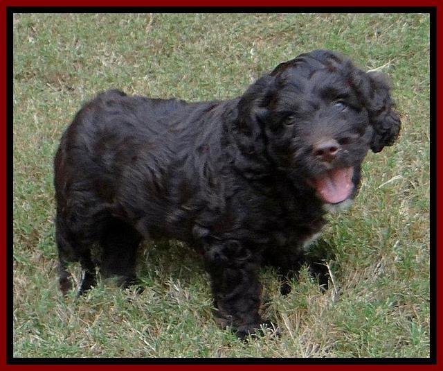 Roo Red 7 wks 2012 (10)