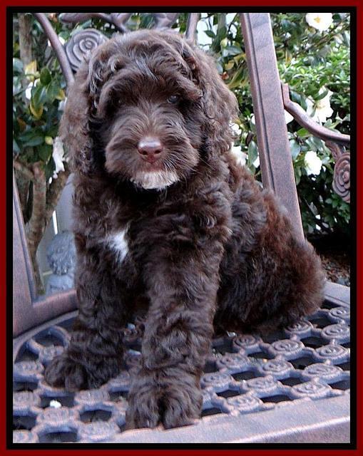Roo Red 8 wks 2012 (4)