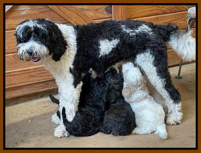 Oreo Benz pups 6 wks old 311