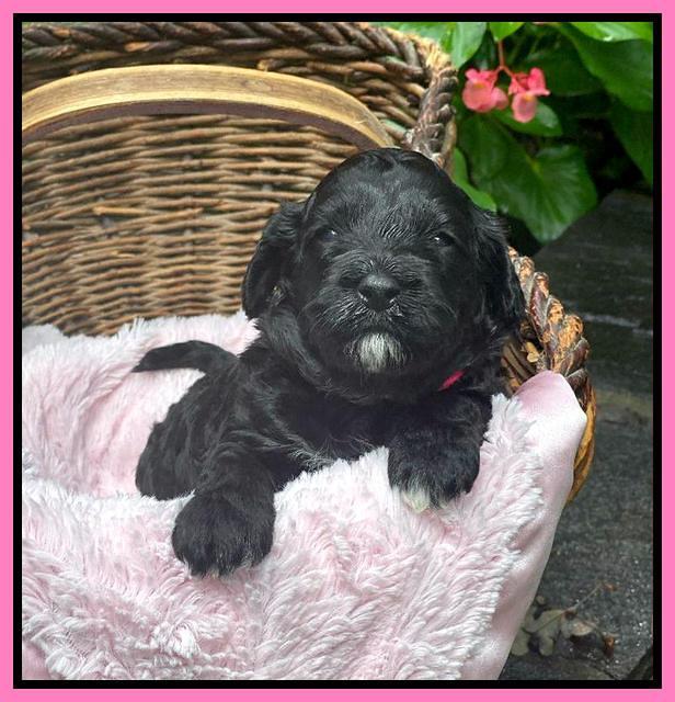 Oreo Benz 3 weeks old 11