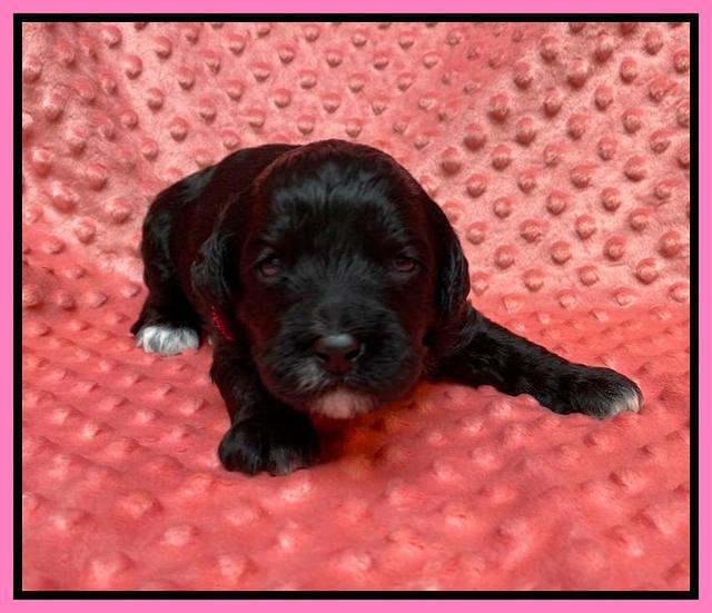 Oreo Benz pups 2 wks old 1