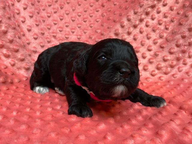 Oreo Benz pups 2 wks old 1 2