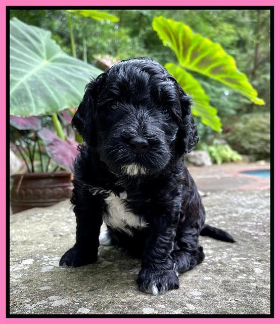 Oreo Benz pups 4 wks old 51