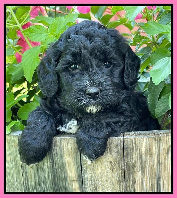 Oreo Benz pups 5 wks old 11