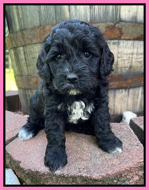 Oreo Benz pups 5 wks old 41