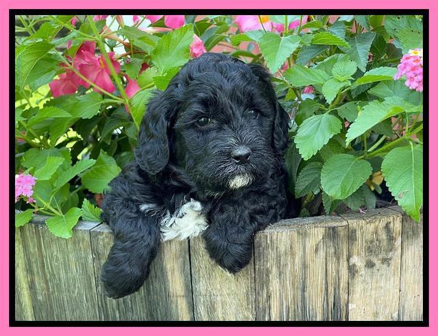 Oreo Benz pups 5 wks old 51
