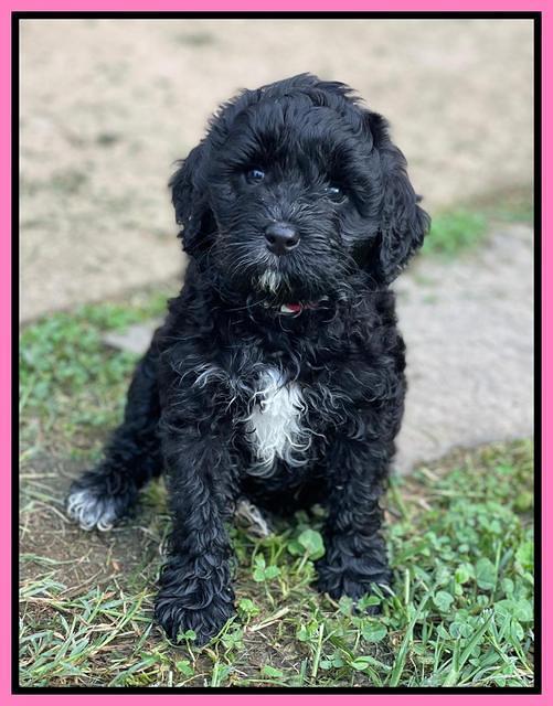 Oreo Benz pups 6 wks old 11