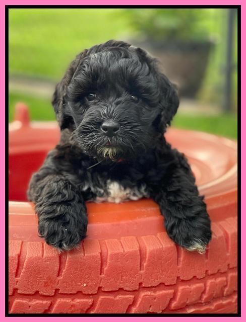 Oreo Benz pups 6 wks old 31