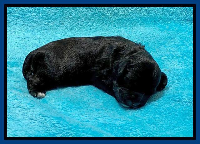 Oreo Benz One week old 21