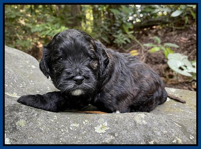 Oreo Benz pups 3 .5 wks old 41