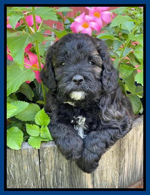 Oreo Benz pups 5 wks old 71