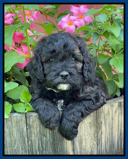 Oreo Benz pups 5 wks old 81