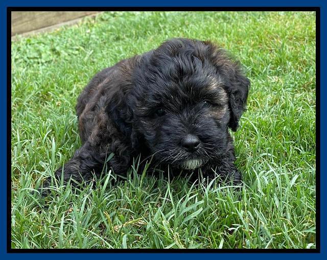 Oreo Benz pups 6 wks old 81