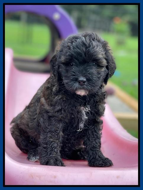 Oreo Benz pups 6 wks old 91