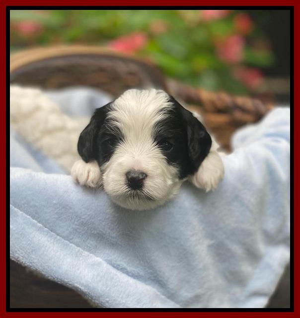 Oreo Benz 3 weeks old 31