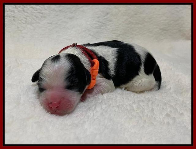 Oreo Benz Newborn 71