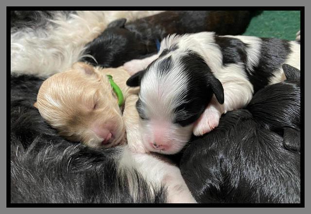 Oreo Benz One week old 91