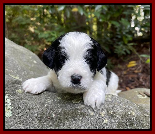Oreo Benz pups 3 .5 wks old 91