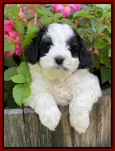 Oreo Benz pups 5 wks old 131