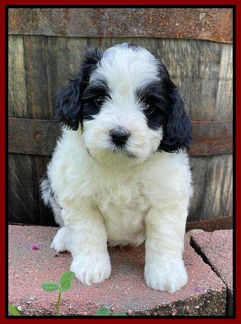 Oreo Benz pups 5 wks old 141
