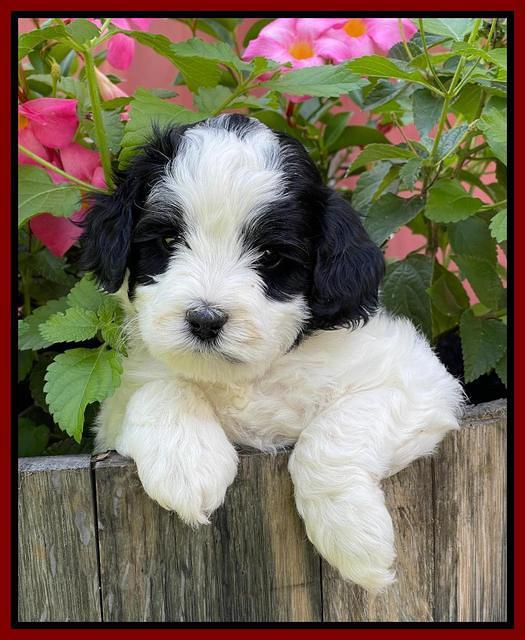 Oreo Benz pups 5 wks old 151