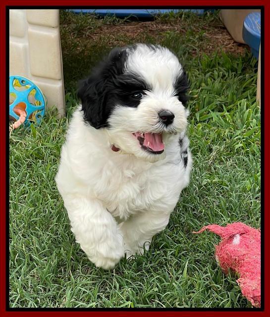 Oreo Benz pups 6 wks old 131