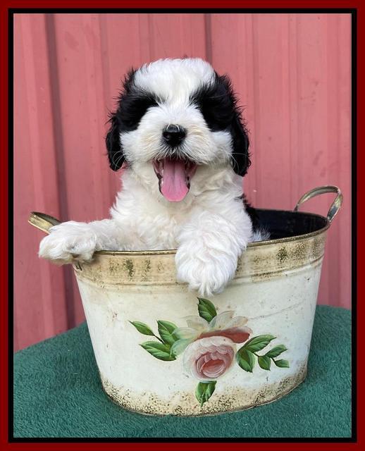 Oreo Benz pups 7 wks old 131