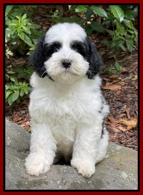 Oreo Benz pups 8 wks old 10222