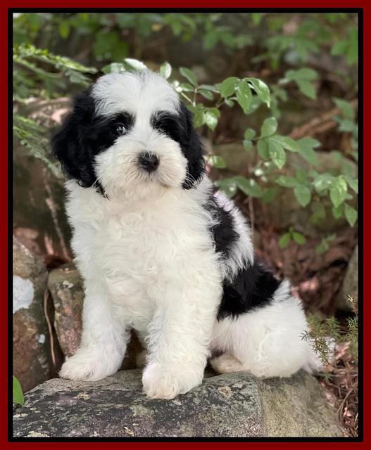 Oreo Benz pups 8 wks old 11222