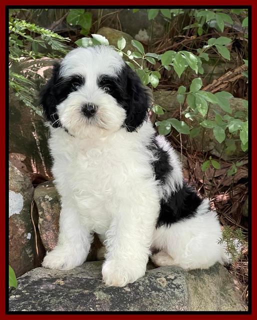Oreo Benz pups 8 wks old 9222