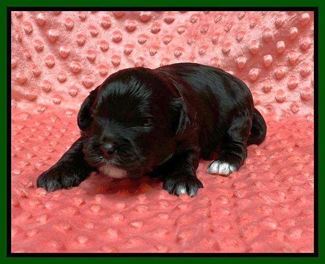 Oreo Benz pups 2 wks old 1 10
