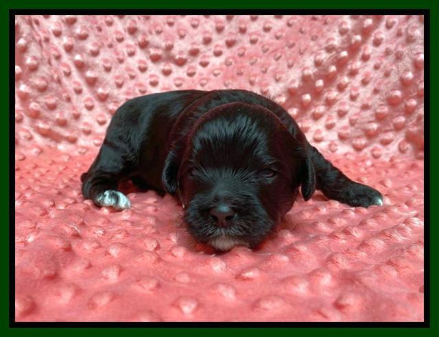Oreo Benz pups 2 wks old 1 11