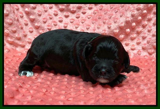 Oreo Benz pups 2 wks old 1 12