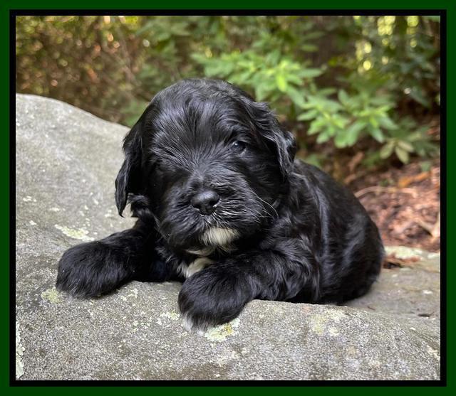 Oreo Benz pups 3 .5 wks old 131