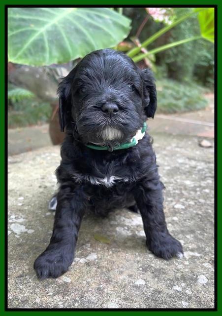 Oreo Benz pups 4 wks old 131