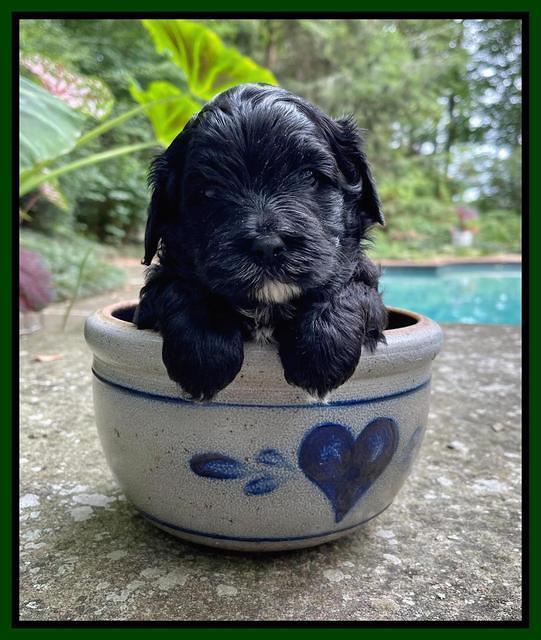 Oreo Benz pups 4 wks old 151
