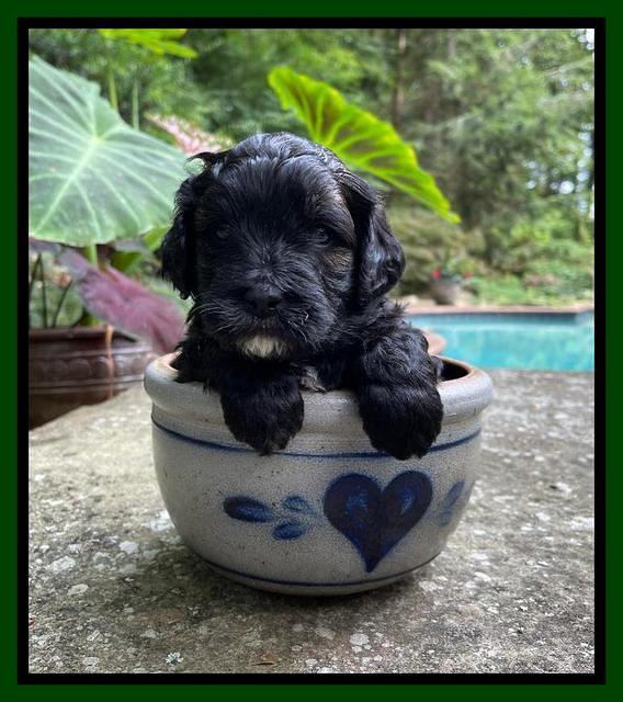 Oreo Benz pups 4 wks old 171