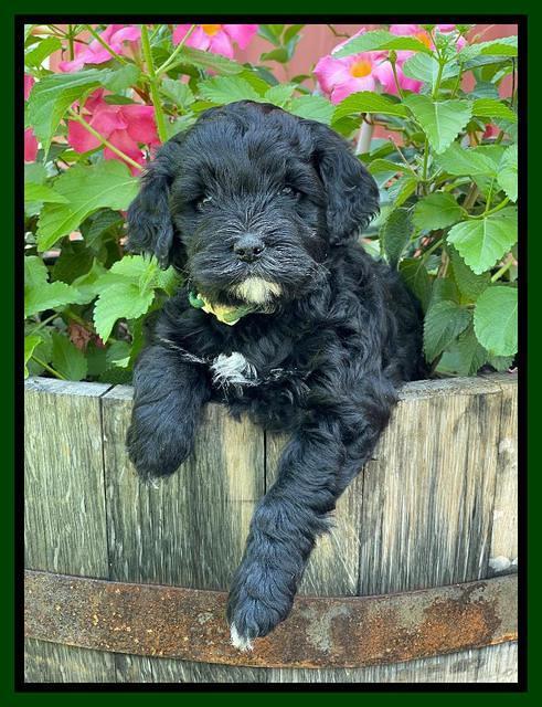 Oreo Benz pups 5 wks old 191