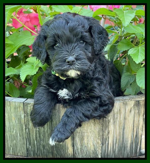 Oreo Benz pups 5 wks old 201