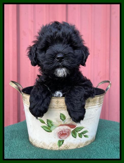 Oreo Benz pups 7 wks old 201
