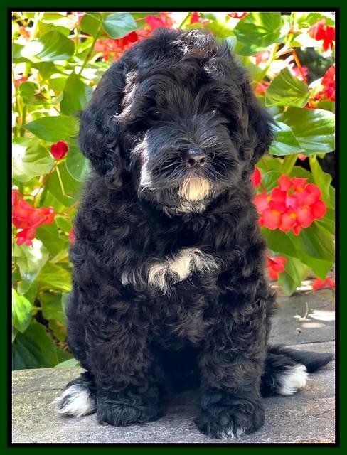 Oreo Benz pups 8 wks old 131