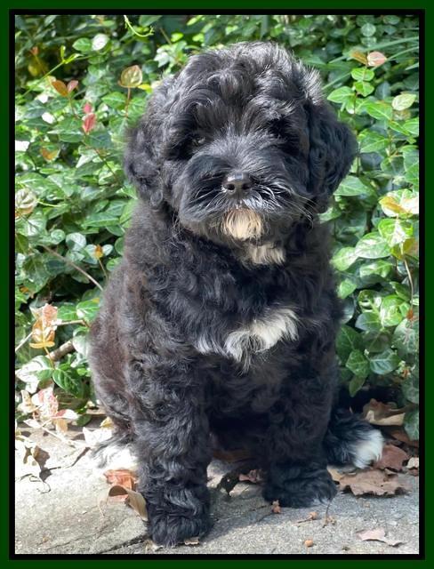 Oreo Benz pups 8 wks old 141