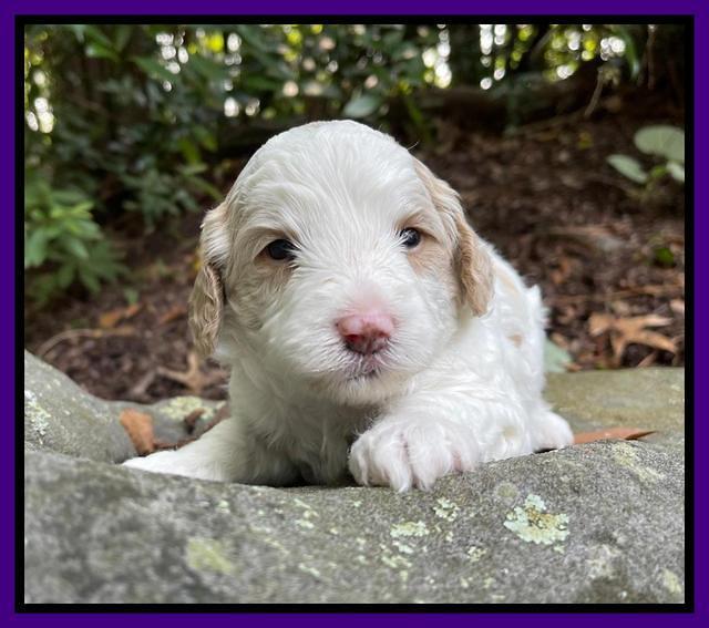 Oreo Benz pups 3 .5 wks old 201