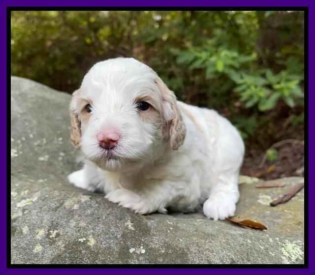 Oreo Benz pups 3 .5 wks old 211