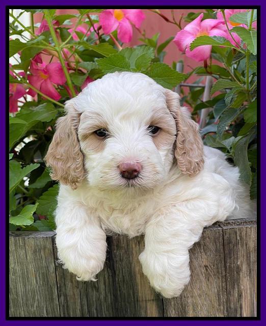 Oreo Benz pups 5 wks old 301