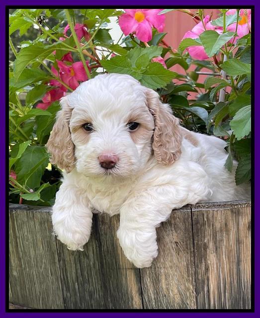Oreo Benz pups 5 wks old 321