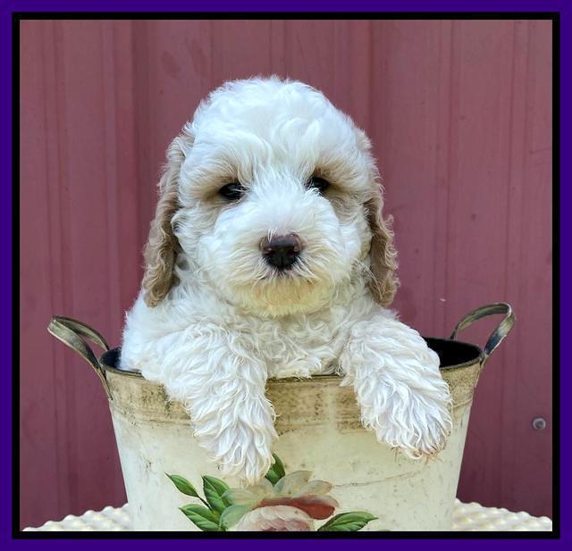 Oreo Benz pups 7 wks old 211