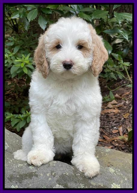 Oreo Benz pups 8 wks old 191