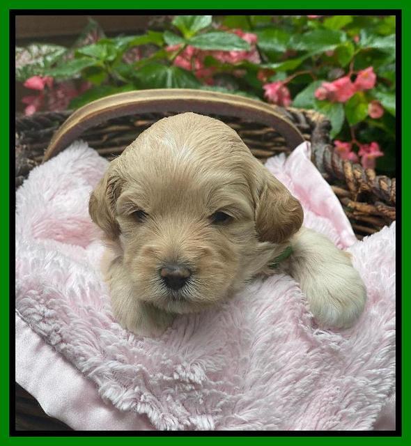 Oreo Benz 3 weeks old 51